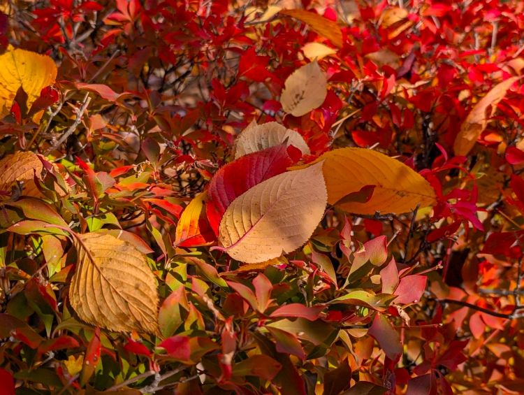 小諸城址懐古園の落ち葉1 2025年