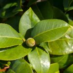 椿の蕾　2025年11月１