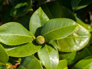 椿の蕾 2025年11月1