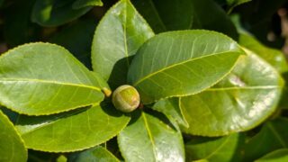 椿の蕾　2025年11月１