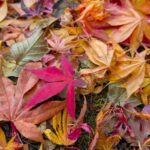 我が家の庭の落ち葉１　2025年11月