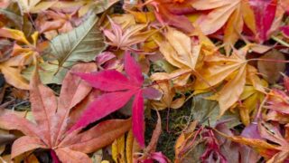 我が家の庭の落ち葉１　2025年11月