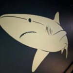 サメの模様　マリンピア日本海