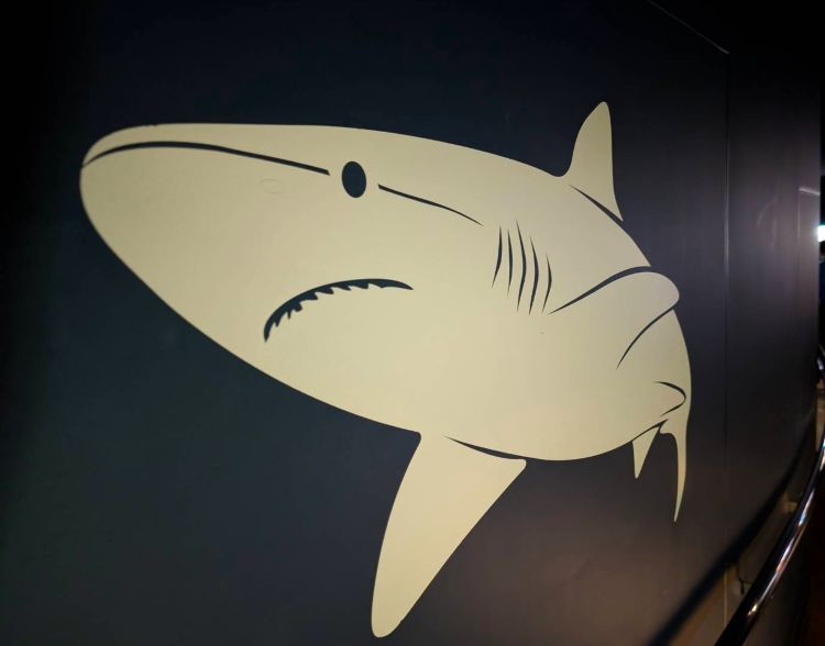 サメの模様 マリンピア日本海