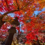 小諸城址懐古園の紅葉１　2025年11月