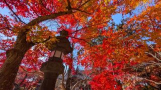 小諸城址懐古園の紅葉１　2025年11月