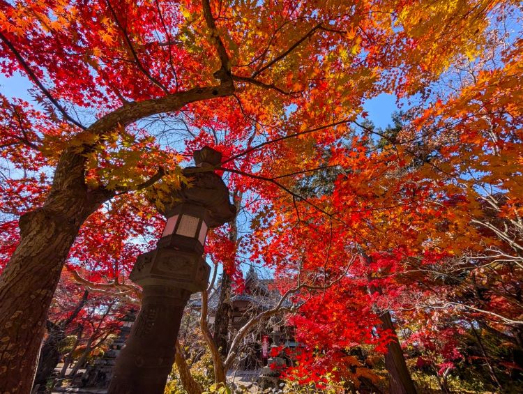 小諸城址懐古園の紅葉1 2025年11月