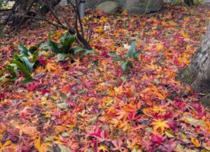 我が家の庭の落ち葉2 2025年11月
