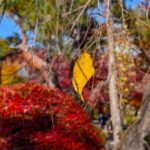 最後の一葉　2025年11月　小諸城址懐古園