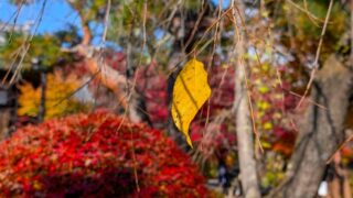 最後の一葉　2025年11月　小諸城址懐古園