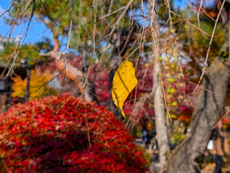 最後の一葉　2025年11月　小諸城址懐古園