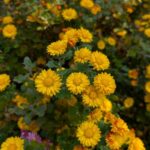 庭の小菊　黄色