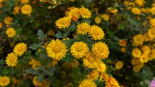 庭の小菊　黄色