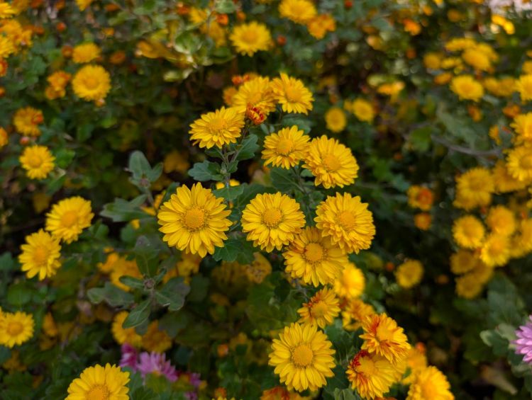 庭の小菊　黄色