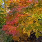 小諸城址懐古園の紅葉３　2025年11月