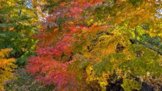 小諸城址懐古園の紅葉３　2025年11月