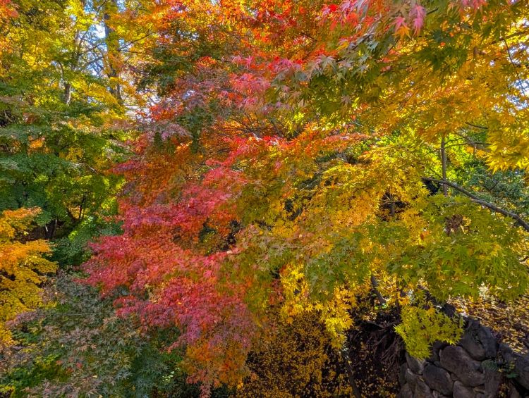 小諸城址懐古園の紅葉3 2025年11月