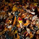 雨に濡れた落ち葉