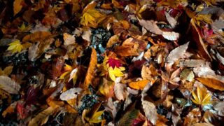 雨に濡れた落ち葉