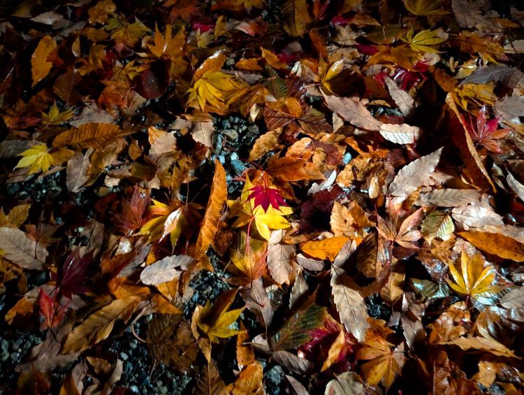 雨に濡れた落ち葉