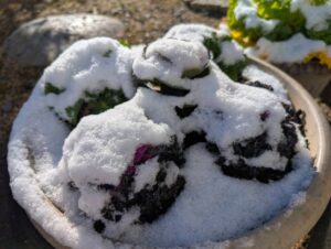 葉ボタン2　２０２５年１２月