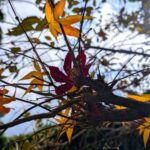 我が家の庭の枯れ葉　2025年11月