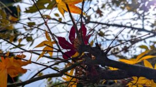 我が家の庭の枯れ葉　2025年11月