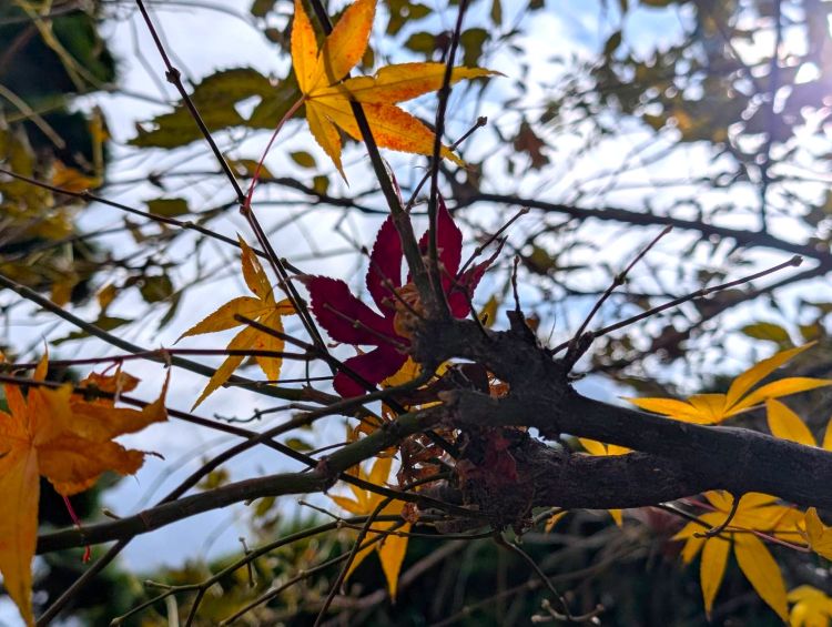 我が家の庭の枯れ葉　2025年11月