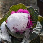 葉ボタン１　２０２５年１２月