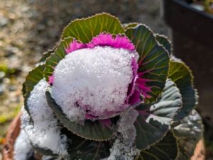 葉ボタン１　２０２５年１２月