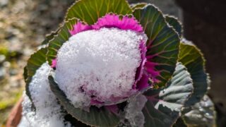 葉ボタン１　２０２５年１２月