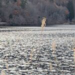 木崎湖とススキの穂