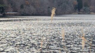 木崎湖とススキの穂