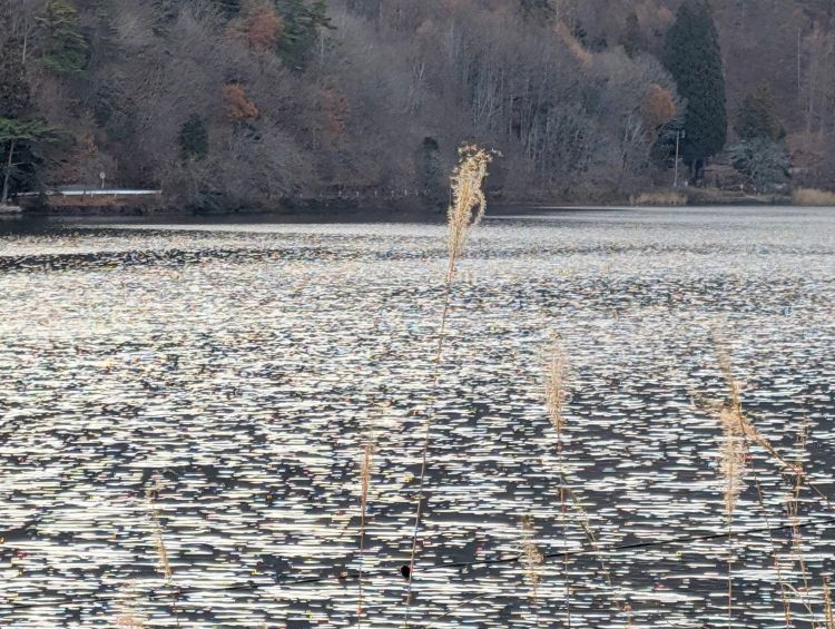 木崎湖とススキの穂
