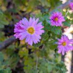 小諸城址懐古園の小菊