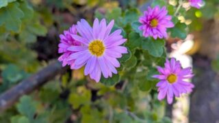 小諸城址懐古園の小菊