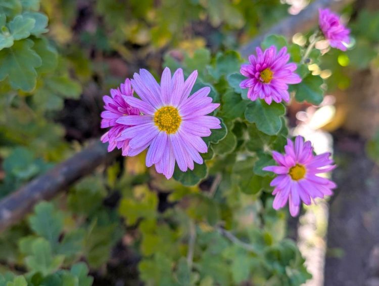 小諸城址懐古園の小菊