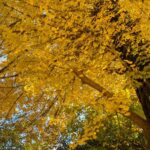 イチョウの木　小諸城址懐古園