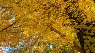 イチョウの木　小諸城址懐古園