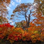 小諸城址懐古園の入り口の紅葉　２０２５年１１月