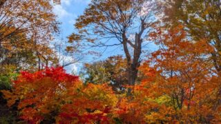 小諸城址懐古園の入り口の紅葉　２０２５年１１月