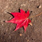 赤い紅葉の落ち葉