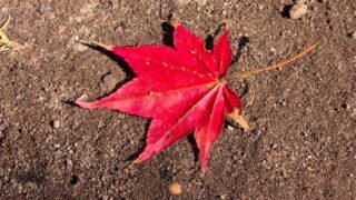 赤い紅葉の落ち葉