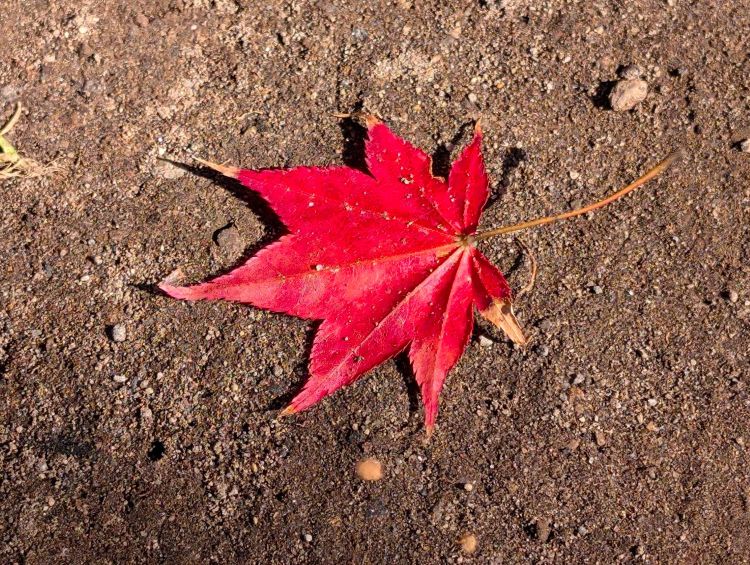 赤い紅葉の落ち葉