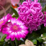 鉢植えのガーベラとヒアシンス