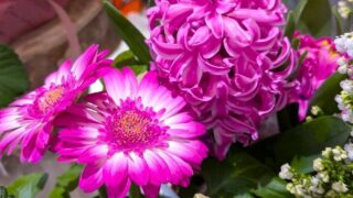 鉢植えのガーベラとヒアシンス