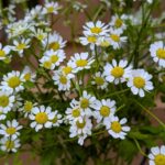 マトリカリア　白い小さな花　