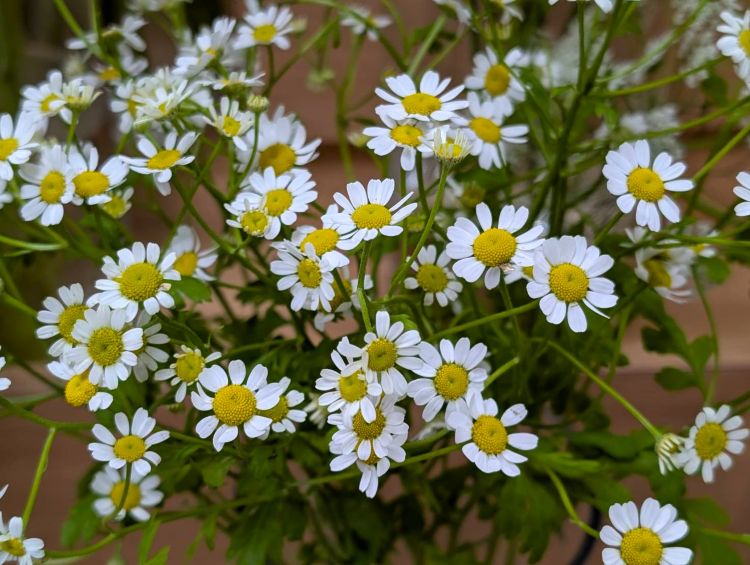 マトリカリア 白い小さな花