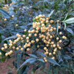 白南天　２０２６年１月