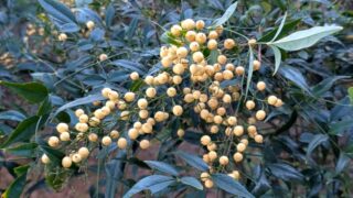 白南天　２０２６年１月